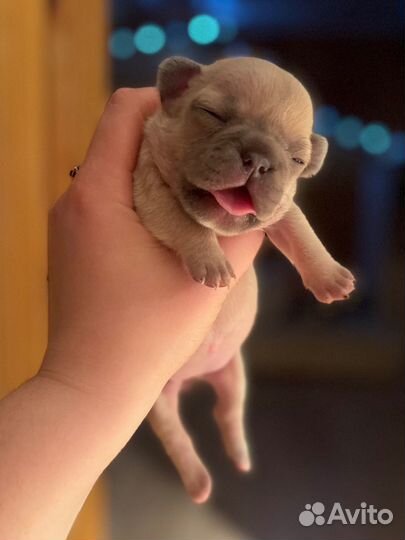 Французский бульдог лиловый, какао и голубой