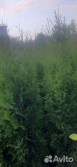 Туя колумна