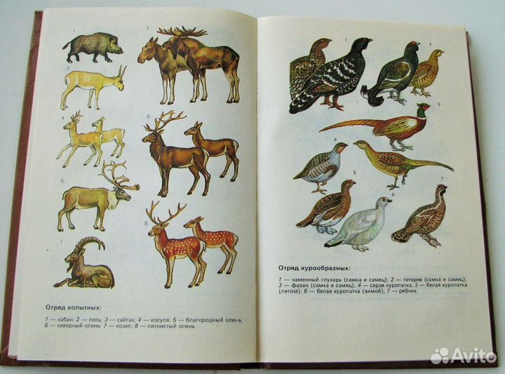 С ружьем и удочкой. Справочник военного охотника