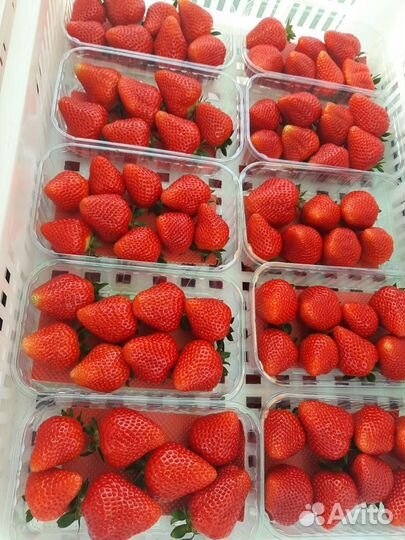 Клубника, малина, земляника, голубика