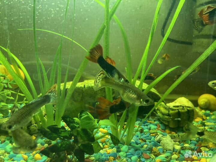 Аквариумные рыбки гуппи