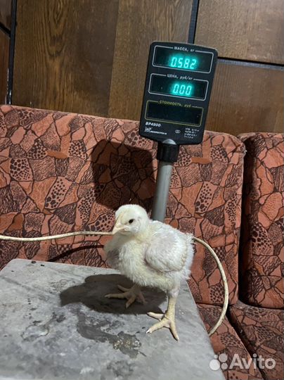 Цыплята бройлеры суточные и подрощенные