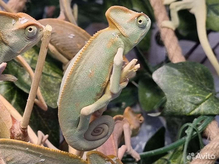 Хамелеон йеменский