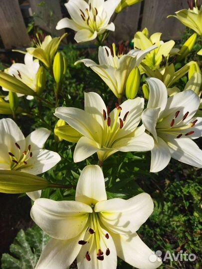 Букет из Лилий