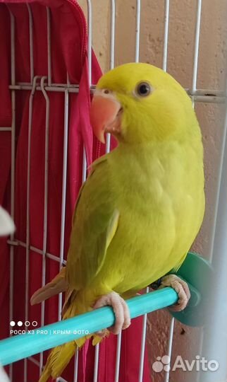 Попугаи-выкормыши