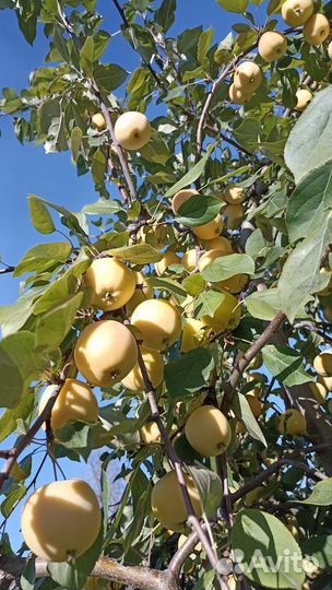Продам яблоки