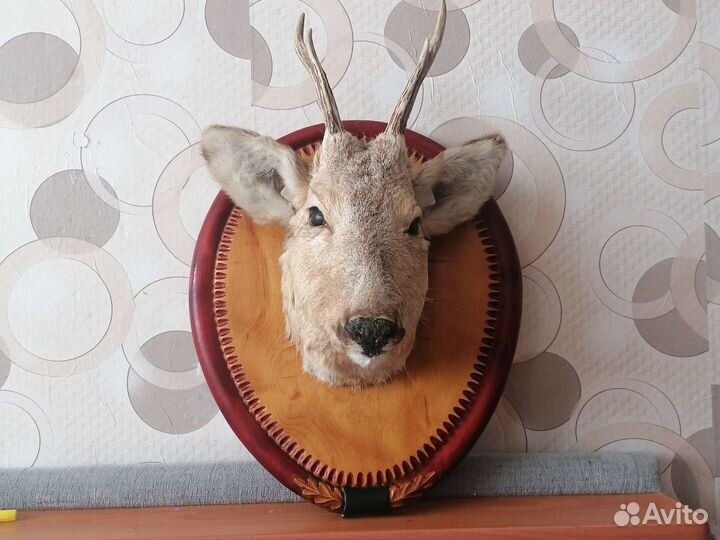 Чучело головы косули