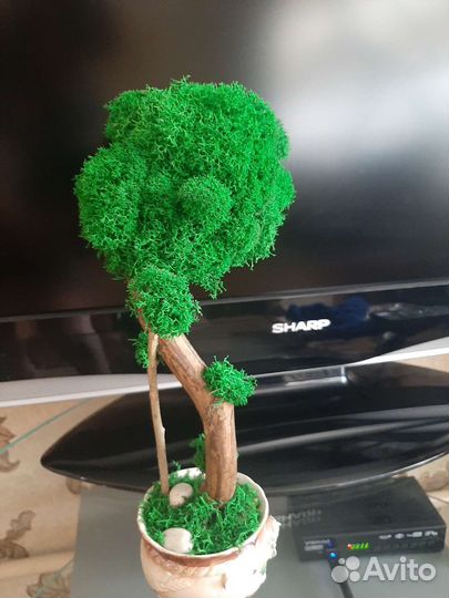Бонсай дерево из мха стабилизированного