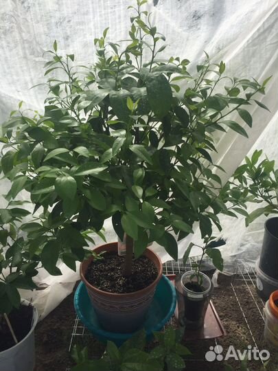 Черенки цитрусов неукорененные