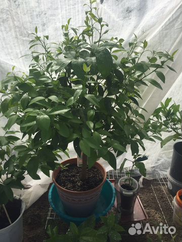 Черенки цитрусов неукорененные