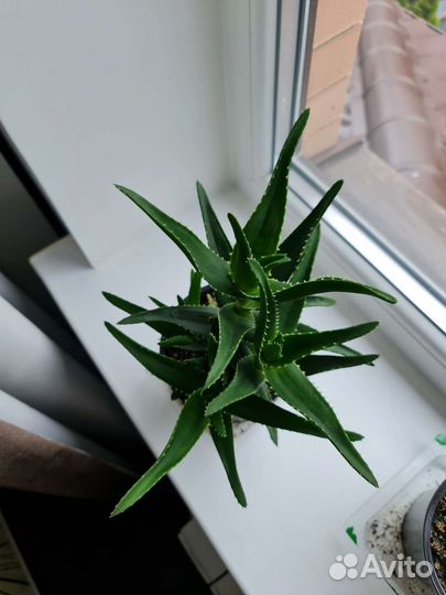 Алоэ столетник