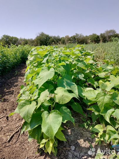 Декоративные растения