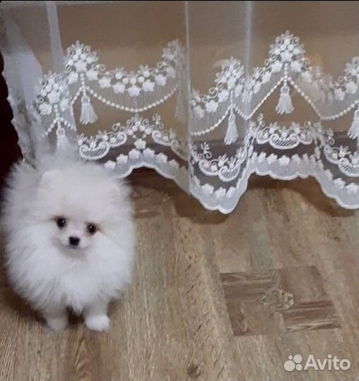 Шпицедетки мини