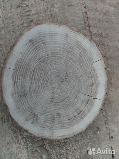 Торцевые спилы деревьев