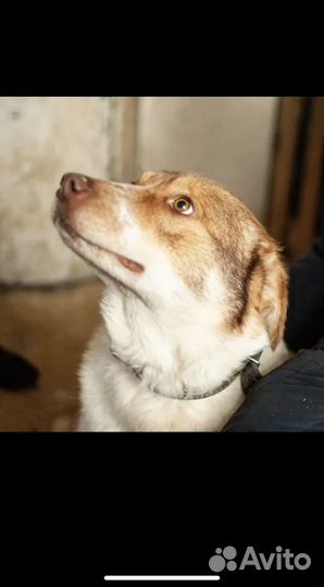 Собака из приюта