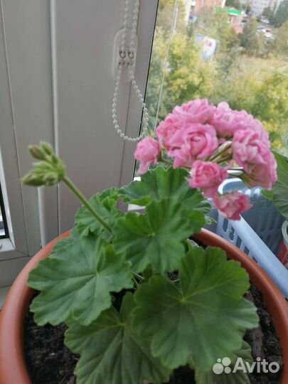 Пеларгония герань сортовые