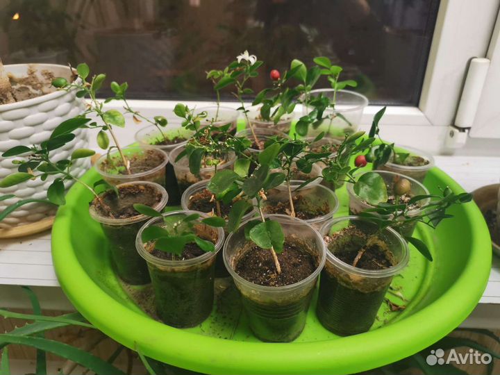 Мурайя Подарок к праздникам