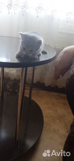 Котенок девочка