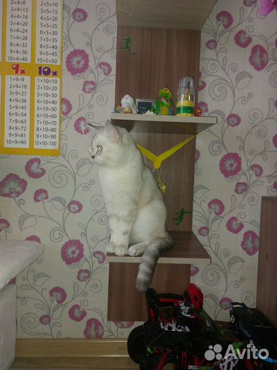 Ищем жениха