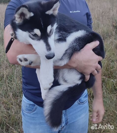 Сибирский хаски