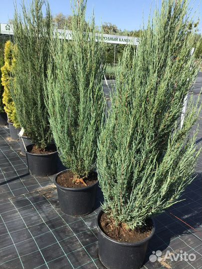 Можжевельник Блю Эрроу С35 200-220см