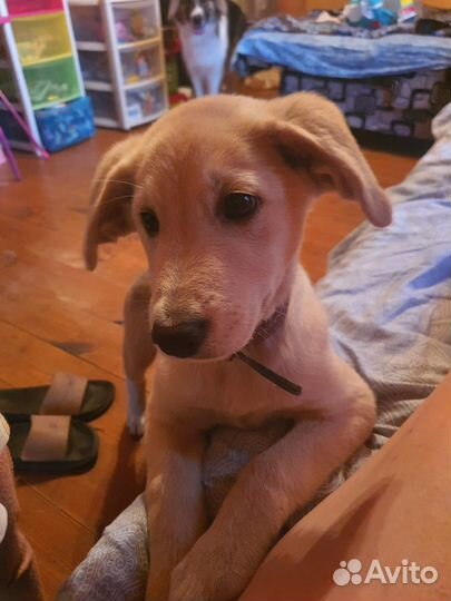 Щенок метис Барни 4 месв добрые руки бесплатно