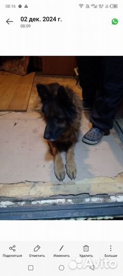 Немецкая овчарка