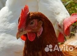 Куры несушки.Цыплята бройлер 1-30 дн.Индюшата