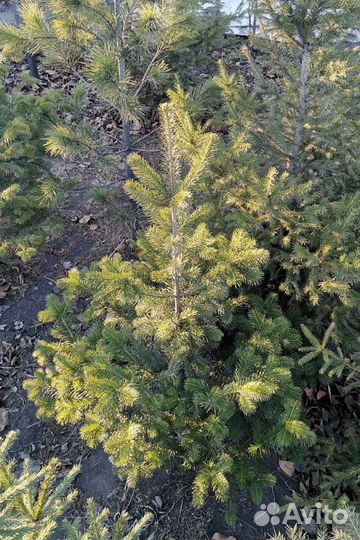 Саженцы сибирских хвойных