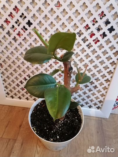 Фикус каучуконосный