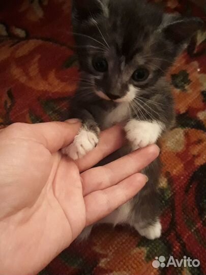 Отдам кошечку