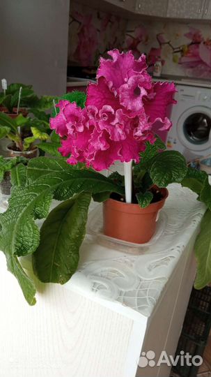 Стрептокарпусы