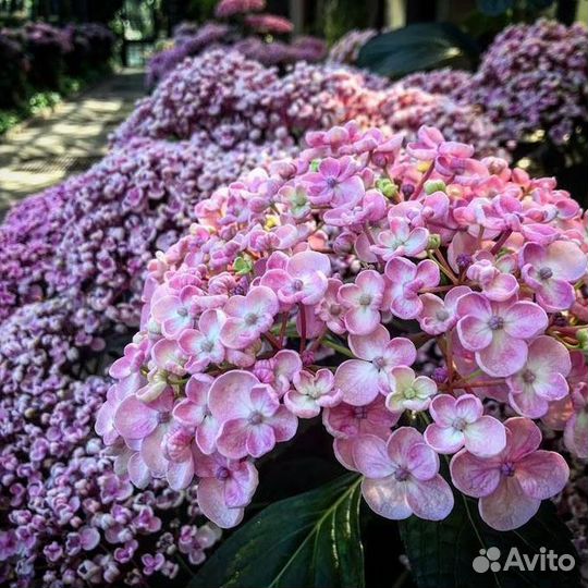 Гортензия крупнолистная Аиша