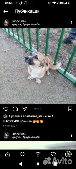 Собака