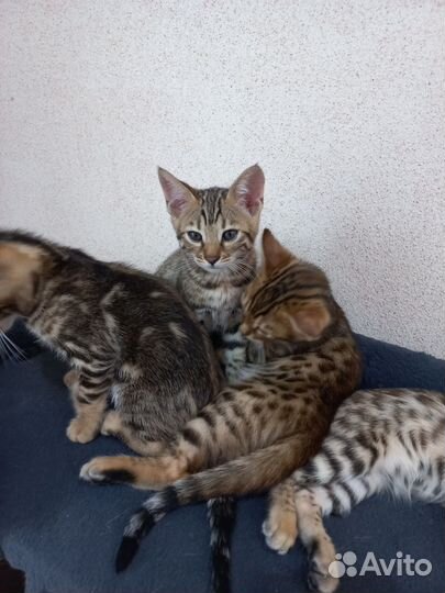 Бенгальские котята