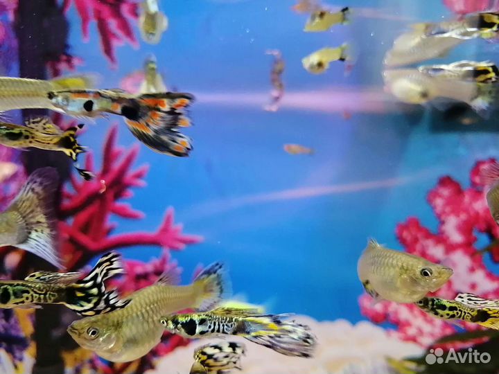 Продам гуппи