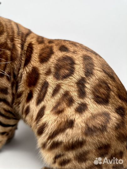 Бенгальский кот на вязку