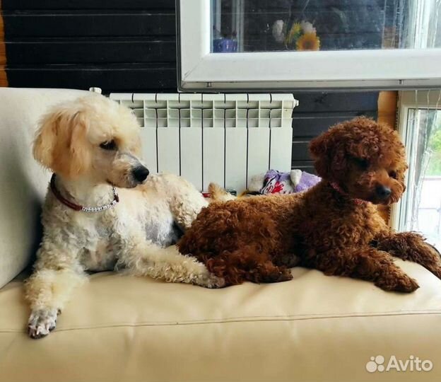 Пудель девочка