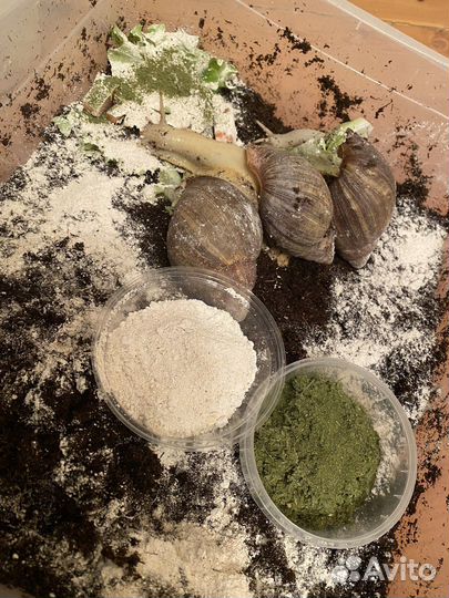 Травосмесь для улиток