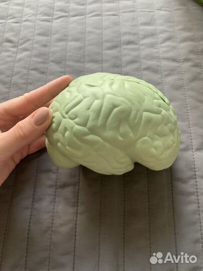 Развивающая игрушка brain model анатомия