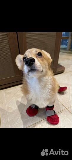 Передержка животных