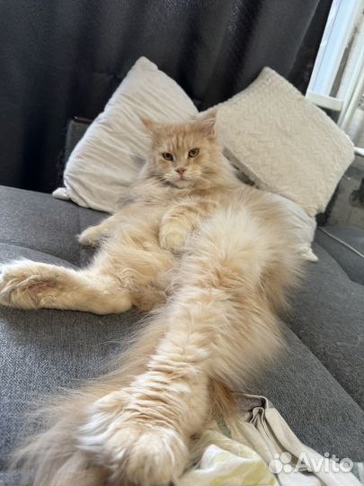 Рыжая кошечка в добрые руки