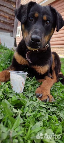 Собака в добрые руки