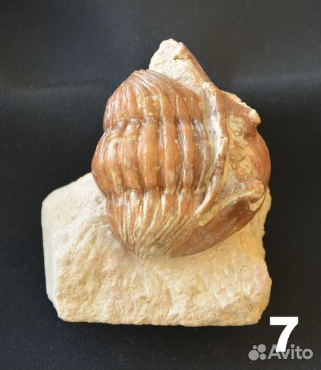 Трилобиты (разные виды)