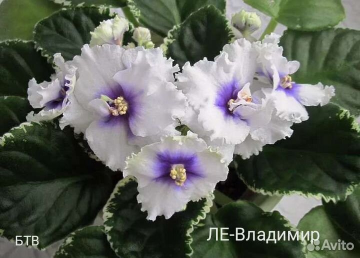 Ук. листы фиалки с детками