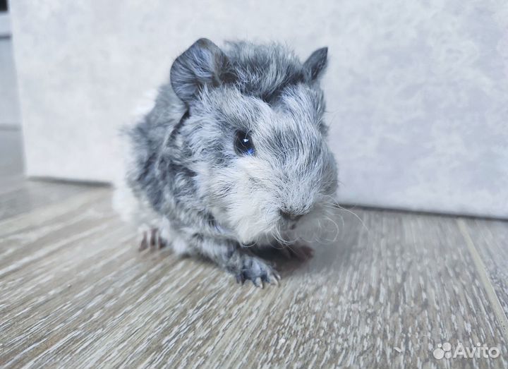 Морские свинки на любой вкус