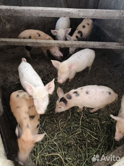 Поросята породы дюрок, ландрас