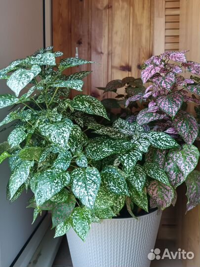 Гипоэстес микс из трёх растений