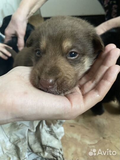 Щеночки в добрые руки