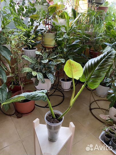 Филодендрон Субхастатум